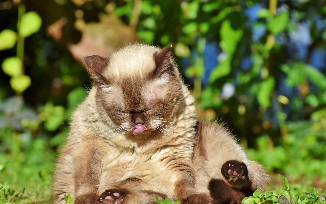 ¿Por qué tengo la lengua corta?